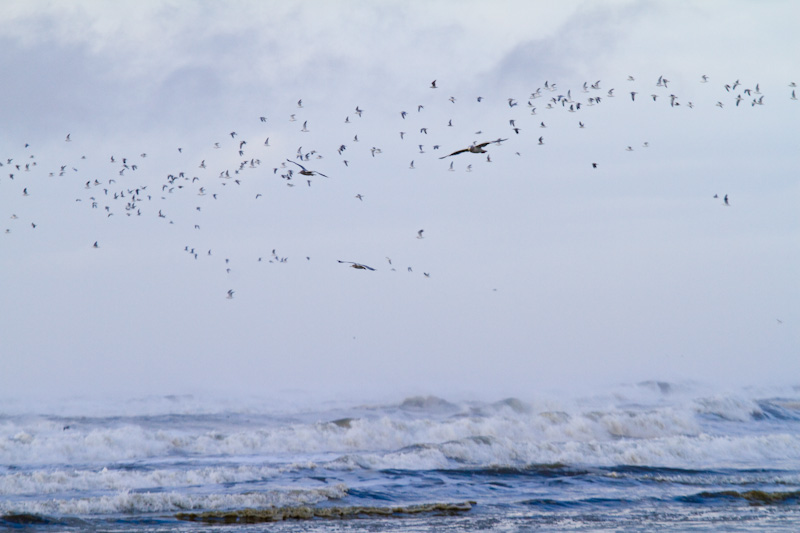 Gulls Above Waves